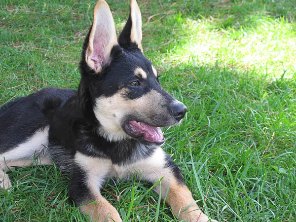 Cachorro de pastor alemán en la hierba