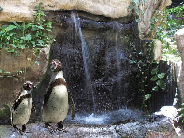 Pingüinos en el zoo junto a una cascada — Φωτογραφία Αρχείου