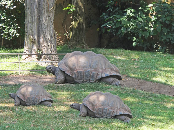 Tortugas paseando por la hierba del zoo — Fotografia de Stock
