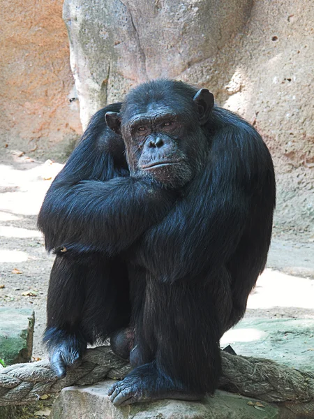 Chimpancé — Stock Photo, Image