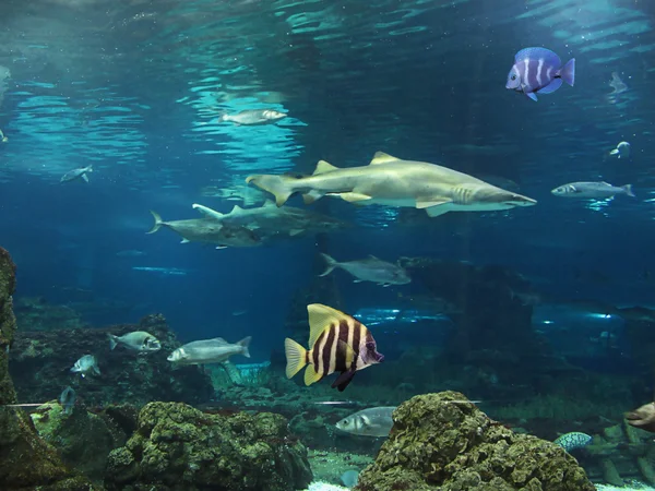 Tiburón y peces en el fondo del mar — Foto Stock
