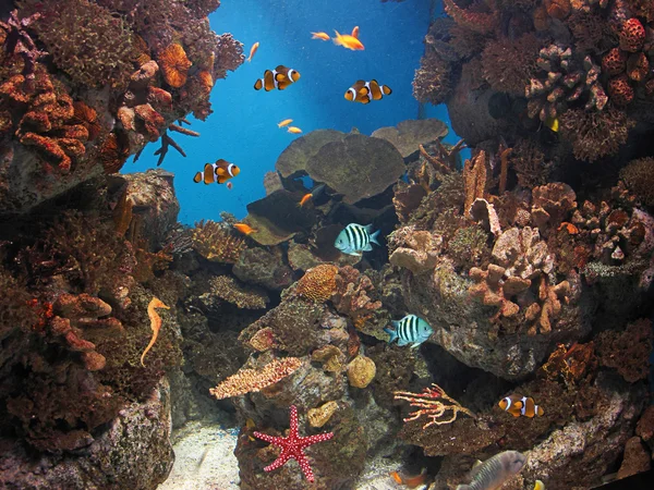 Mar de peces en el — Foto de Stock