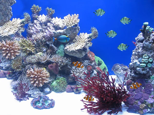 Variedad de peces bajo el agua — Stock Photo, Image