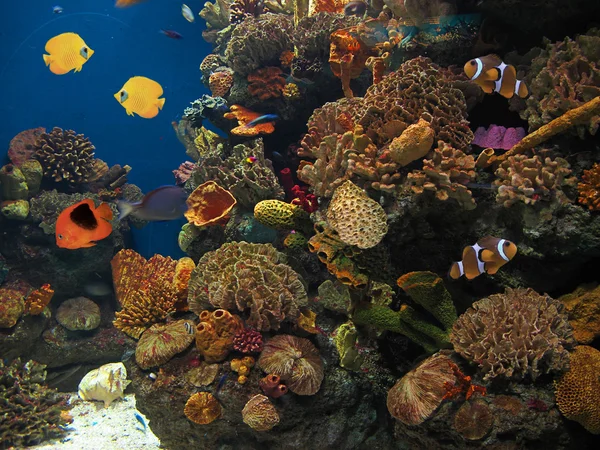 Peces exóticos en el fondo del mar — Stok fotoğraf