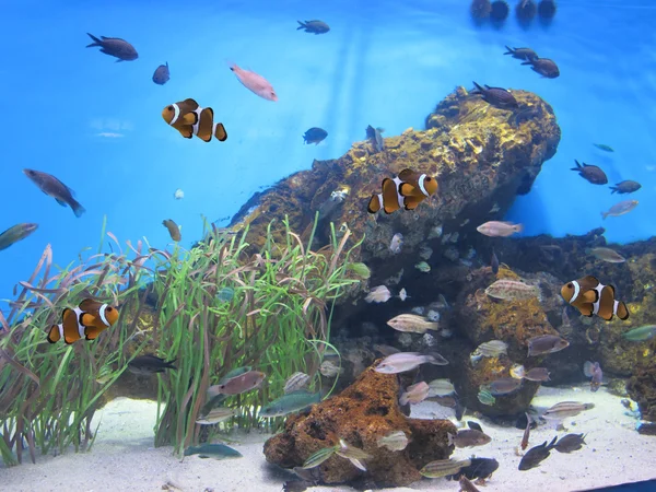Raiado peces en el fondo del agua — Fotografia de Stock