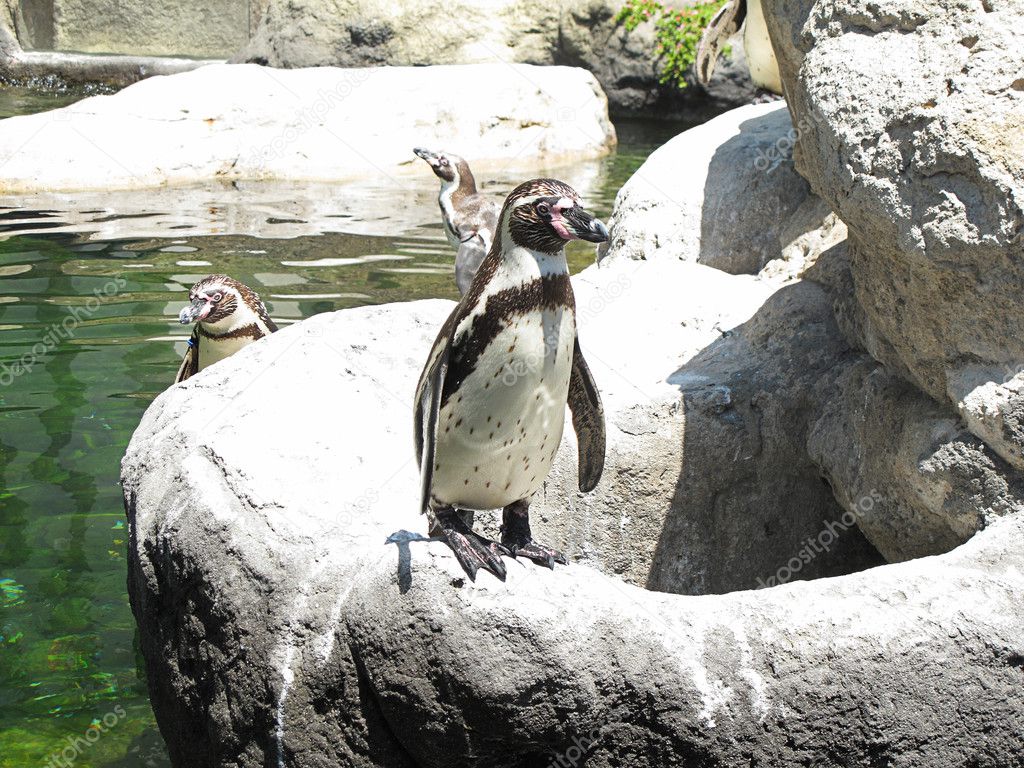 Pingüino subido a una roca en el zoo