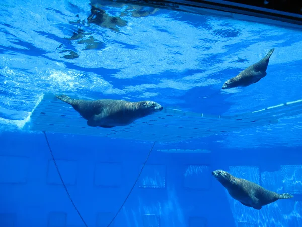 Buceando focas — Fotografia de Stock