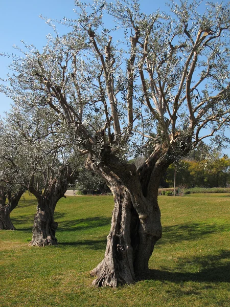 stock image Olive trees