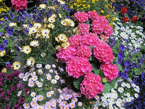 Variety of flowers — Stock Photo, Image