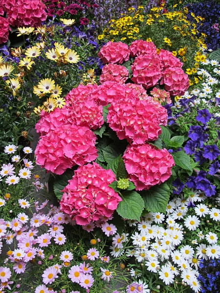 Vielfalt der Blumen — Stockfoto