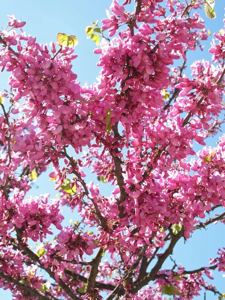 stock image Flowering branches