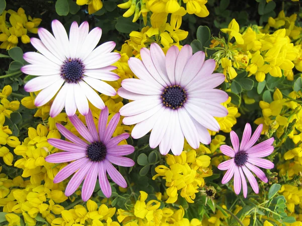 Daisies and flowers — Stock Photo, Image