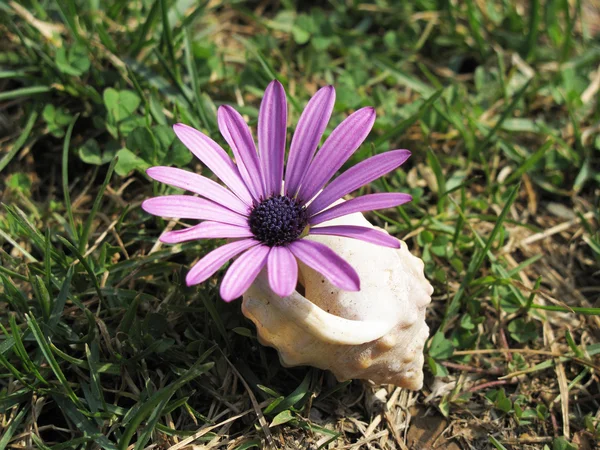 功妙な花 — ストック写真