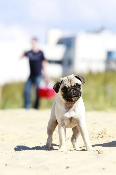 Pug puppy outdoor portrait — Stock Photo, Image
