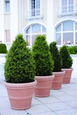 Ornamental potted trees clipart