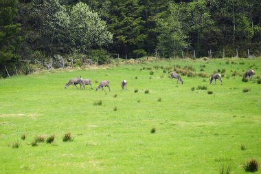 Eurasian roe deer grazing in field clipart