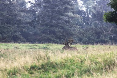 Stag with large antlers standing in field clipart