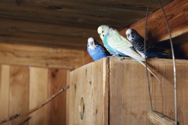 büyük kuş kafesi içinde evde beslenen hayvan budgerigars