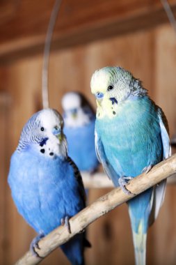 Pet budgerigars in aviary clipart