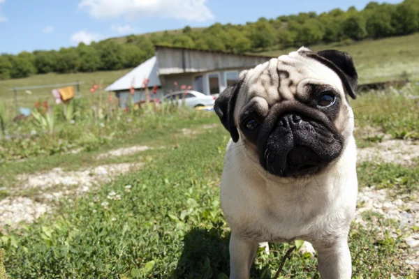 Inquisitive pup dog — Stock Photo, Image