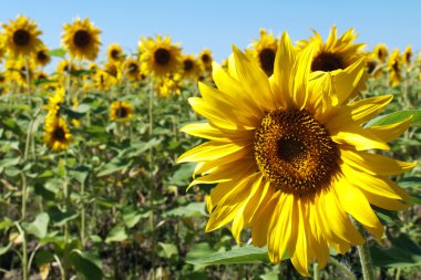 Cheerful yellow sunflower clipart