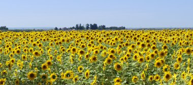 Sunflower field panorama clipart