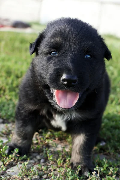 Sağlam sevimli siyah köpek yavrusu — Stok fotoğraf