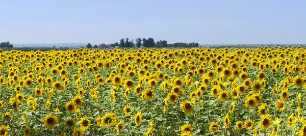 stock image Sunflower field panorama