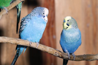 Mavi budgerigars çifti