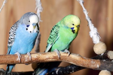 Pair of blue budgerigars clipart