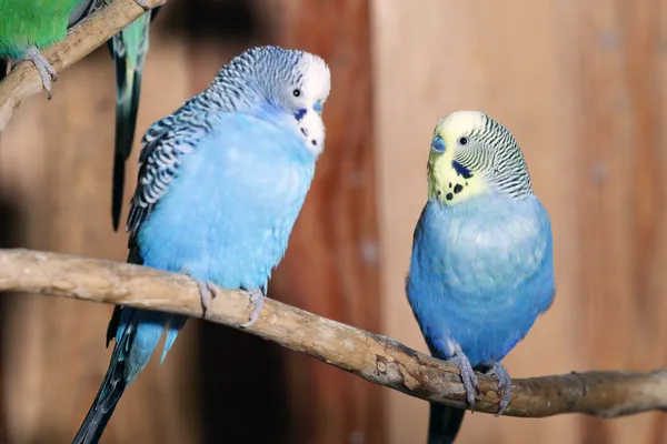 Pair of blue budgerigars — Stock Photo, Image