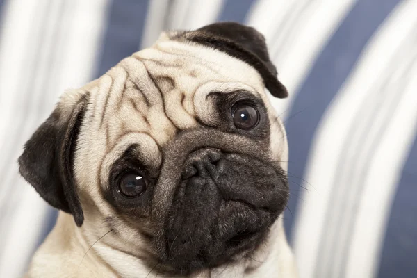 Mops pes rozkošný výraz — Stock fotografie