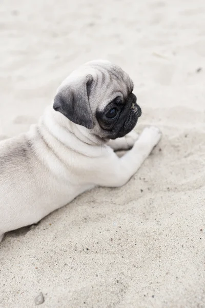 Carino cucciolo di carlino sulla sabbia — Foto Stock
