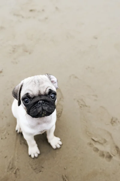 Cachorro Pug en arena de playa húmeda —  Fotos de Stock