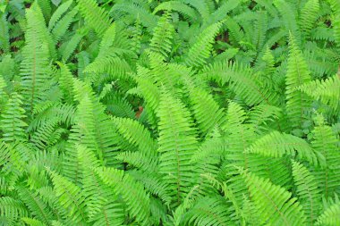 Fresh green fern clipart