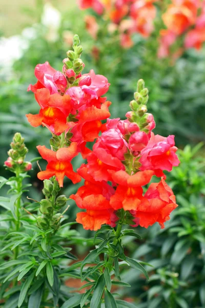 stock image Red flowers