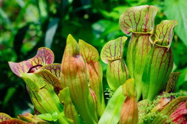 Sarracenia