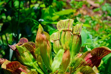 Sarracenia