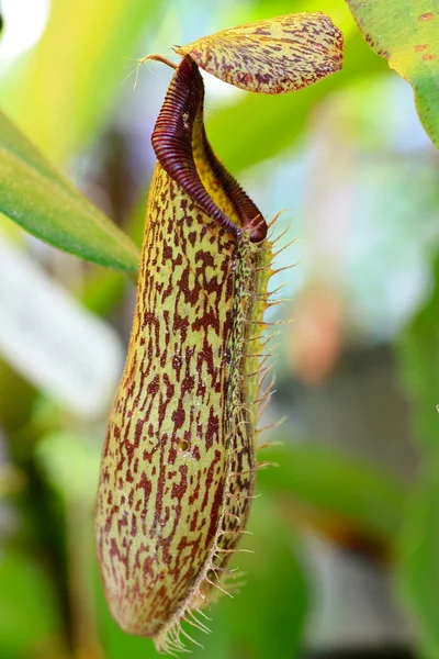 Nepenthes planta — Fotografia de Stock