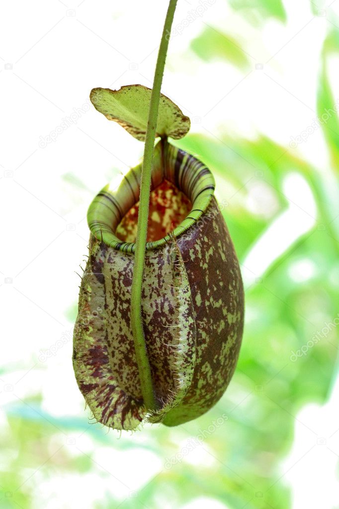 Nepenthes plant