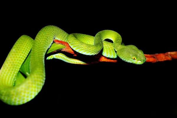 Serpiente —  Fotos de Stock