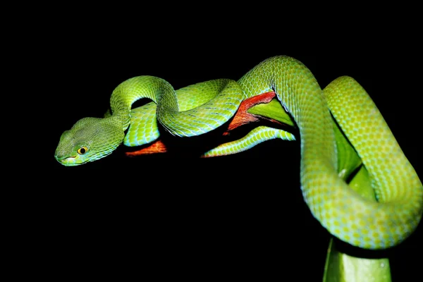 Serpente — Fotografia de Stock