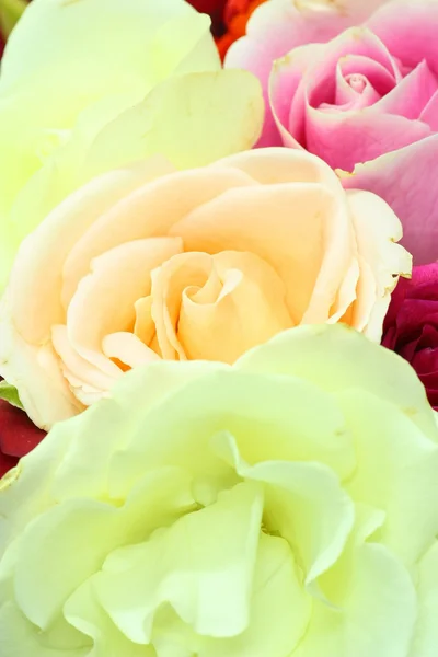 Fiore di rosa — Foto Stock