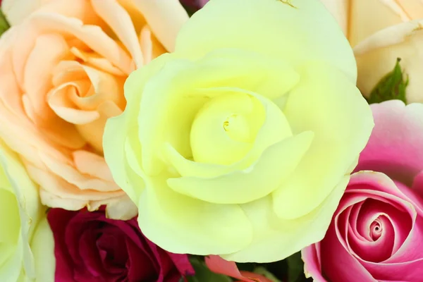 Rose fleur — Photo