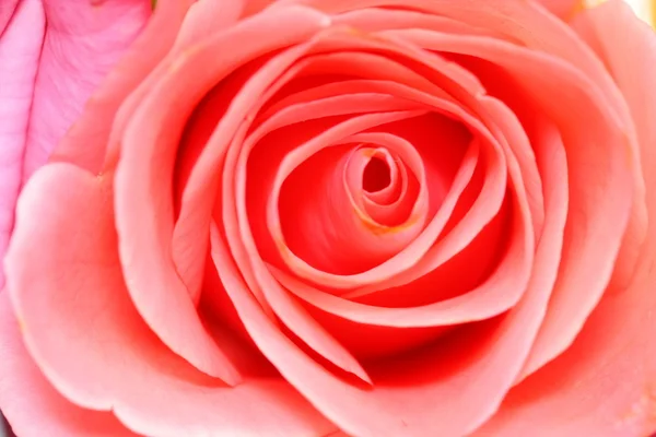 Rosa flor — Fotografia de Stock