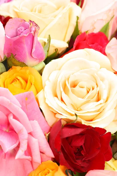 Rosa flor — Fotografia de Stock