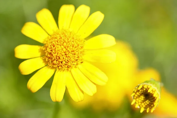 Stock image Flowers