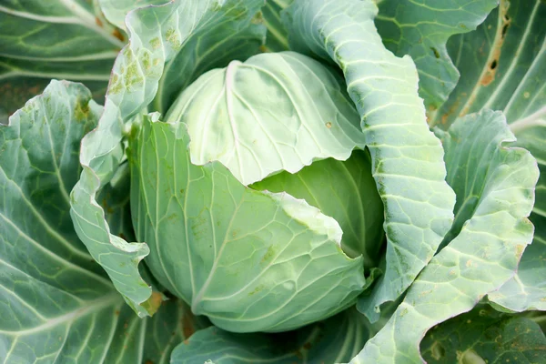 stock image Green cabbage