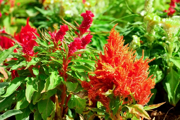 stock image Flowers