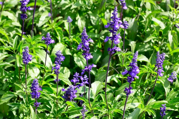 Stock image Flowers